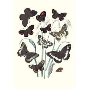   printed on 20 x 30 stock. Butterflies H. Circe, H. Hermione, et al