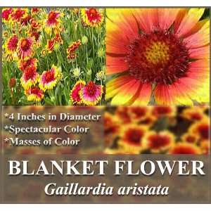  1 LB (120,000+) BLANKET FLOWER Gaillardia aristata Flower 
