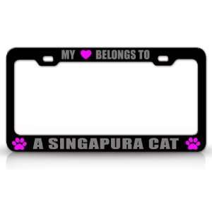  MY HEART BELONGS TO A SINGAPURA Cat Pet Auto License Plate 