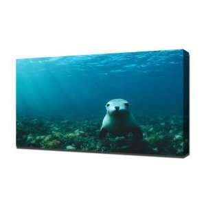 Sea Lion Encounter   Canvas Art   Framed Size 40x60   Ready To Hang