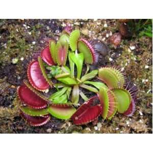  Venus Flytrap (Dionaea Muscipula) 20 Seed Patio, Lawn 