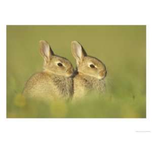  Rabbit, Youngsters Outside Burrow Entrance in Evening Sun 