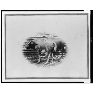  Young buffalo calves near fence / W.H. Jackson 1870