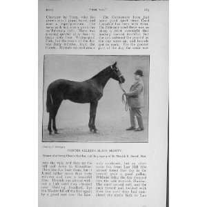  1916 Hunter Gelding Horse Black Beauty Merrick Burrell 