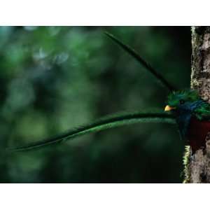  A Male Resplendent Quetzal Peers from its Nest in a Hollowed 