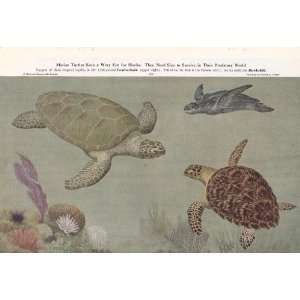 1952 Turtle Leatherback Green Hawksbill Sea Turtle   Walter A Weber 
