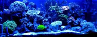120 Watt Aquarium Coral Reef LED Grow Light 120W 20k  