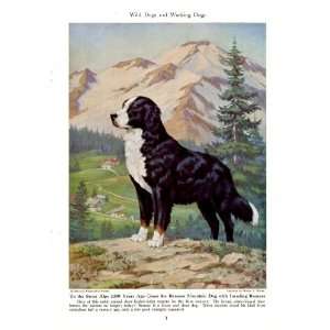  1944 Bernese Mountain Dog   Wild Dogs and Working Dogs 