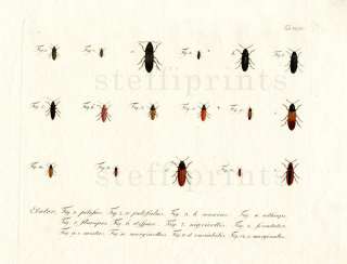 1783 JABLONSKY HC ENGRAVING click beetles  