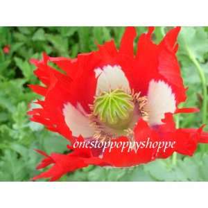   Seeds. Papaver Somniferum. Danish Flag Poppies. Patio, Lawn & Garden
