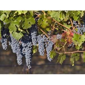  Close Up of Cabernet Sauvignon Grapes, Haras De Pirque 