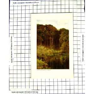   C1850 C1930 Colour Print Woodland Depths Wotton River