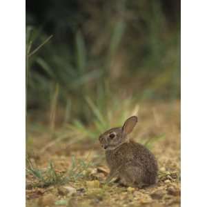  Baby Cottontail Rabbit, Sylvilagus Floridanus, with Tick Parasites 