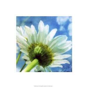  Daisies I   Poster by Ingrid Blixt (13x19)