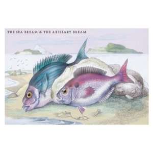 Sea Bream and the Axillary Bream 20X30 Canvas Giclee 