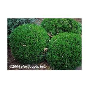  Boxwood   Wintergreen   #1 container Patio, Lawn & Garden