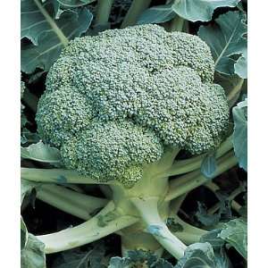 Broccoli, De Cicco 1 Pkt. Patio, Lawn & Garden