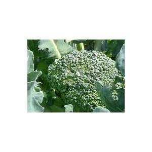  Imperial Broccoli Seed Pack Patio, Lawn & Garden