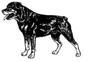 Rottweiler Dog rubber stamp WM 2x1.3  