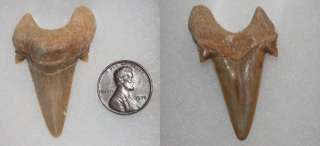 22 SHARK TEETH Large Tooth Jewelry Fossil Auriculatus Carolinas Glass 