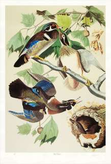 Bernard Loates Audubon Wood Duck Lithograph Signed #  