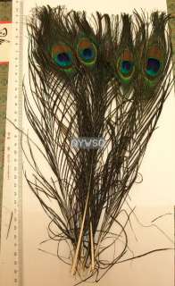 50PCS natural peacock tail feathers, about 15(35 40cm)  