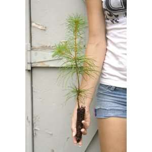  White Pine Tree   Pinus strobus   5 to 8+ inch Patio 