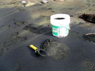 OREGON BEACH GOLD~Black Sand Paydirt~Prospecting~Nugget  