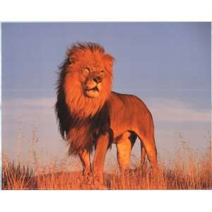African Lion (2008)   Photography Poster   16 x 20 