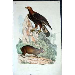    1839 H/C Natural History *007 Eagle & Agouti