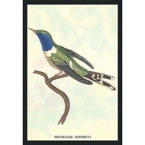 Paper poster printed on 20 x 30 stock. Hummingbird Trochilus Dupontii 