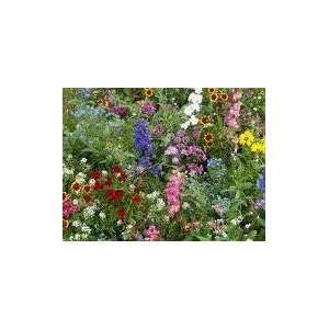    All Annual Wildflower Seed   1 oz Seed Packet Patio, Lawn & Garden