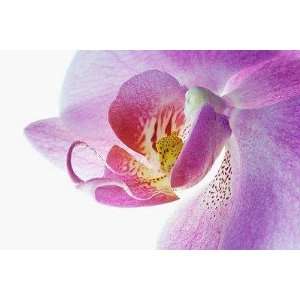  Moth Orchid   Peel and Stick Wall Decal by Wallmonkeys 