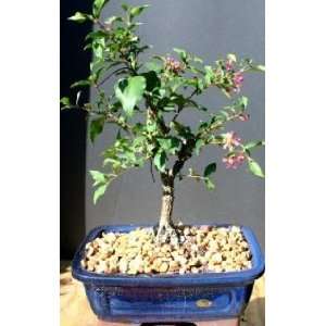 Weeping Cherry Bonsai Tree Large by Grocery & Gourmet Food