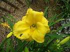 CC Daylily, TIPPECANOE Whatley 01, CC Daylily, MOSES FIRE Joiner 98 