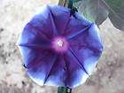 STAR OF INDIA MORNING GLORY VINE (3 seeds) Ipomoea nil
