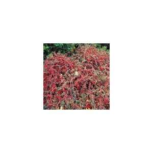  Cotoneaster apiculatus Shrub Patio, Lawn & Garden