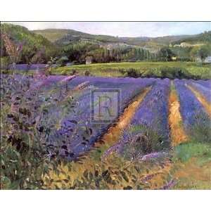  Lavender Fields