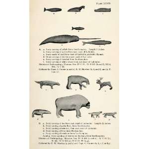   Walrus Seal Fish Narwhal Fox Polar Bear   Original Halftone Print