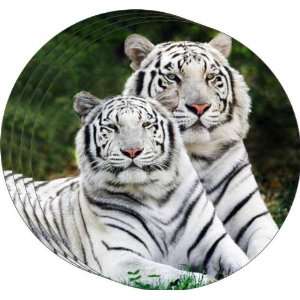  Rikki KnightTM White Tigers Art Coasters   Beer Coasters 