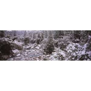 Snow Covered Trees along a River, Merced River, Yosemite National Park 