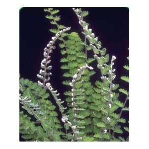  Cheilanthes sinuata   Wavy Cloak Fern Patio, Lawn 