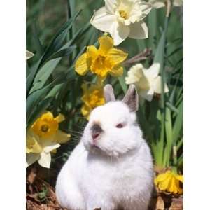  Netherland Dwarf Dometic Rabbit Amongst Daffodils, USA 