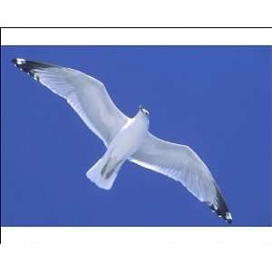  Ring Billed GULL   in flight, soaring on wind Photographic 