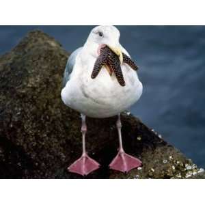  Western Gull (Larus Occidentalis) with Starfish in Mouth 