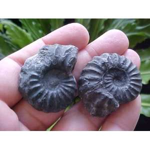  A5908 Gemqz Black Ammonite Fossil Double Sided Pair Nice 
