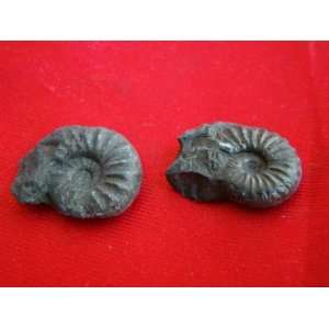  S8320 Black Ammonite Fossil Double Sided 2 pcs Healing 