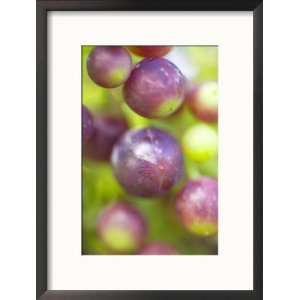  Vitis Queen of Esher (Grape), Close up of Purple Berries 