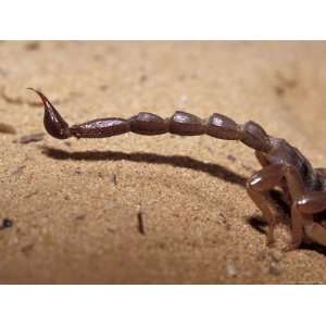 Venomous Pointed Scorpion Tail Sting, Abdomen and Hind Legs, Australia 