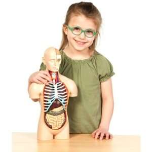  Deluxe Torso Anatomy Puzzle Toys & Games